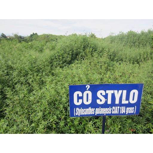 Hạt Cỏ Chăn Nuôi Stylo - Cỏ Họ Đậu - Gói 200g - Cỏ Chăn Nuôi