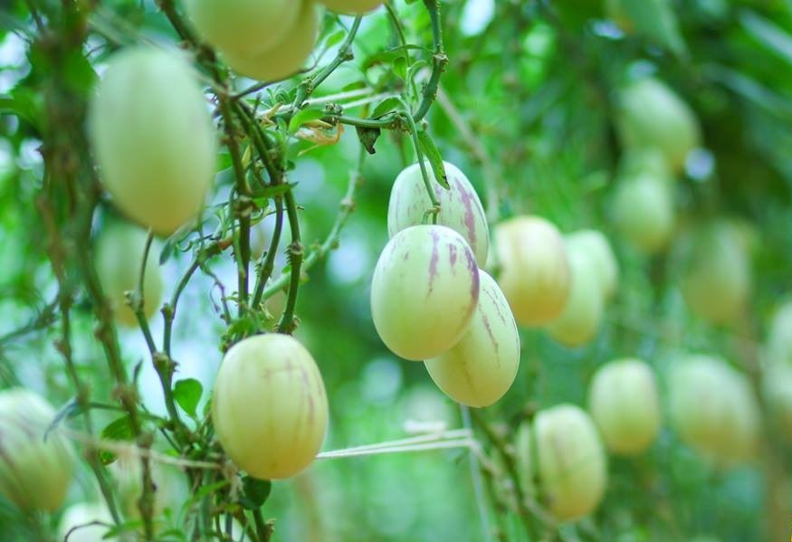 GÓI 20 HẠT GIỐNG DƯA HẤU PEPINO