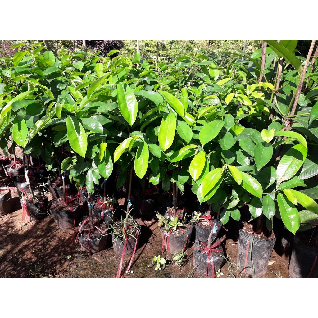 Cây giống Mãng cầu xiêm Thái TRỒNG CHẬU ()