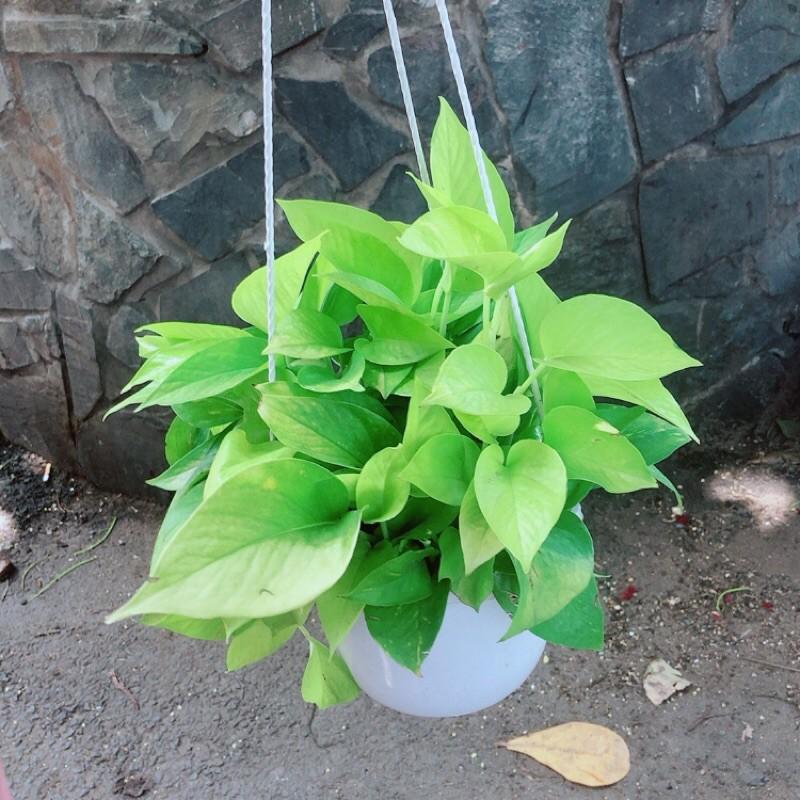 Trầu Bà Thái Vàng