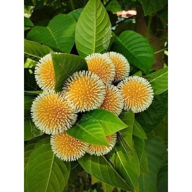 Cây giống Gáo vàng GIỐNG QUÝ HIẾM .