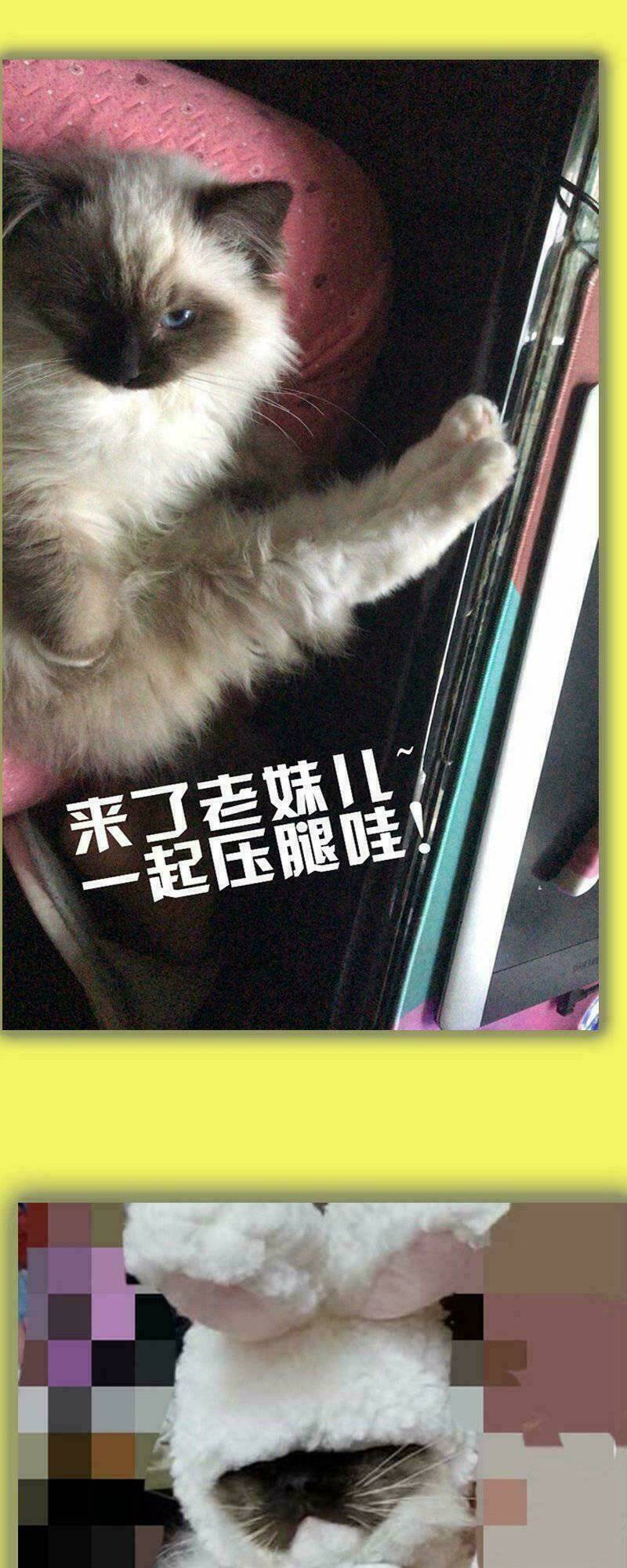 quả nhân có bệnh tên là tương tư chapter 53 19