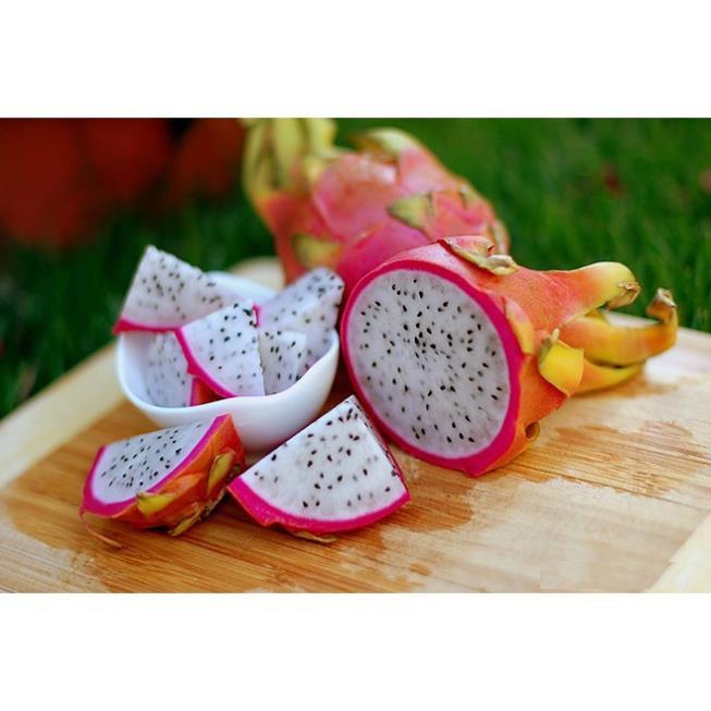 Combo 5 cây giống thanh long ruột trắng - Đơn hàng thanh toán trước tặng 1 cây cùng loại