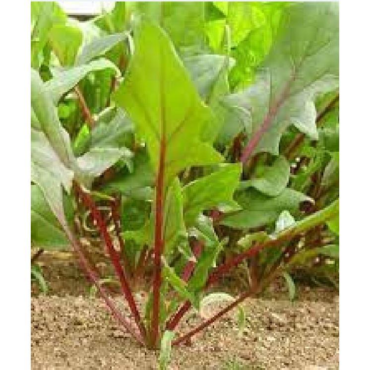 Hạt giống cải bó xôi đỏ chịu nhiệt F1 - 50 hạt/gói