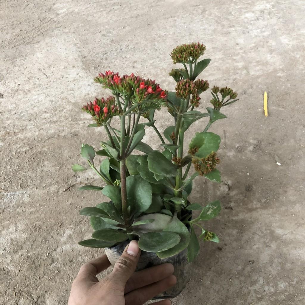 Cây sống đời , chiều cao 15-20cm hoa chùm đỏ nở cực đẹp sức sống tốt chống chịu tốt, thích hợp trang trí vườn