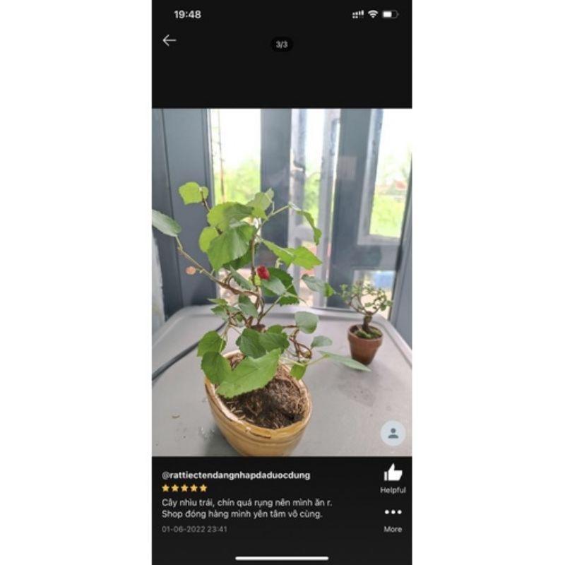 Cây Dâu Tằm siêu trái mini bonsai