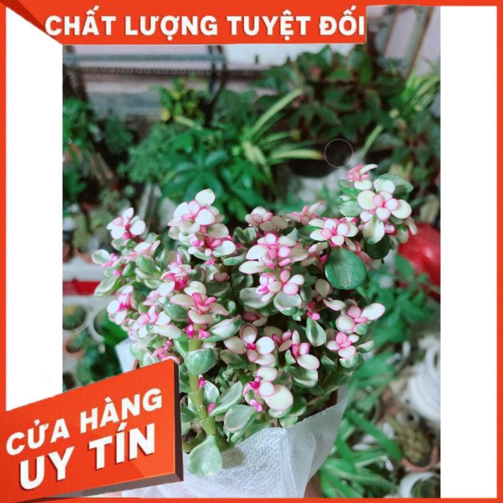 Đô la kiểng kèn chậu sứ Nhiều Người Mua