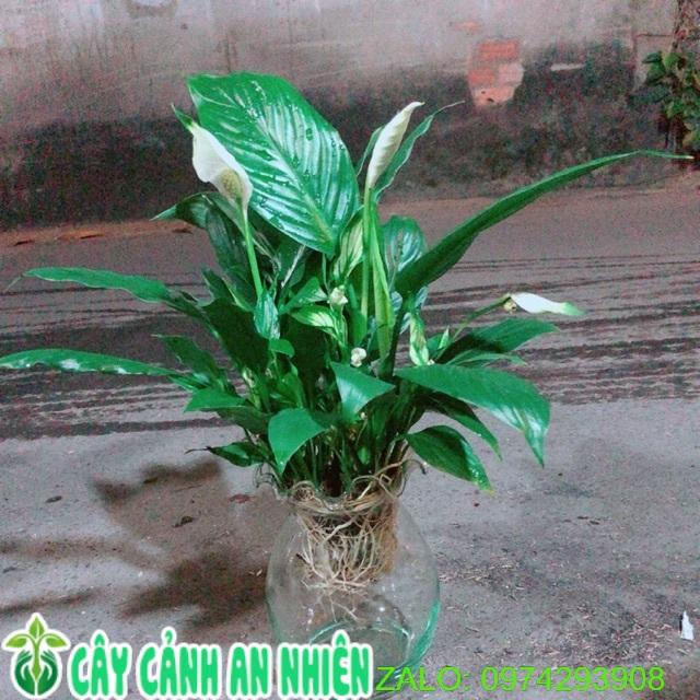 Chậu Cây Lan Ý Thuỷ Sinh