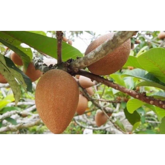 CÂY GIỐNG HỒNG XIÊM RUỘT ĐỔ KHỔNG LỒ