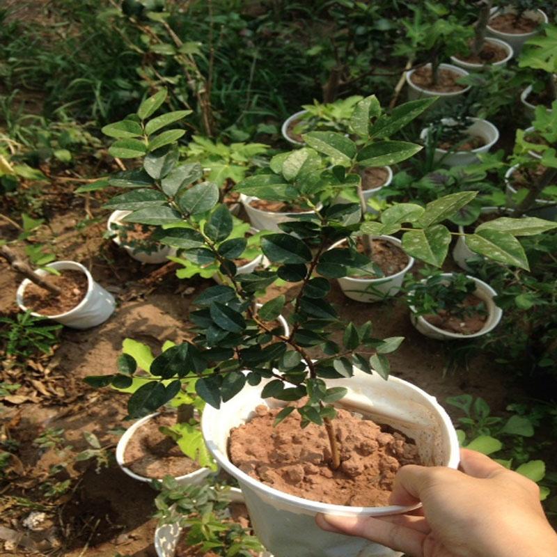 Cây nho thân gỗ tứ quý - cây ăn quả + tặng phân bón cho cây mau lớn