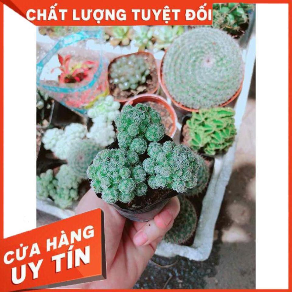 Xương rồng trứng chim Nhiều Người Mua