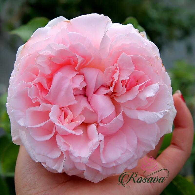 Hoa hồng Miranda rose - hồng bụi, hoa to, thơm