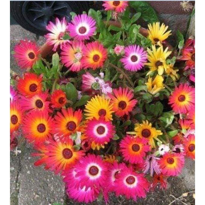 Hạt giống hoa 10h Châu Phi Mix - Gói 20 Hạt