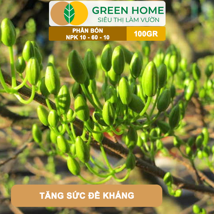 Phân Bón NPK 10-60-10 GreenHome, Hũ 100gr, Tạo Nụ, Kích Thích Ra Hoa Mai Vàng Mạnh Mẽ