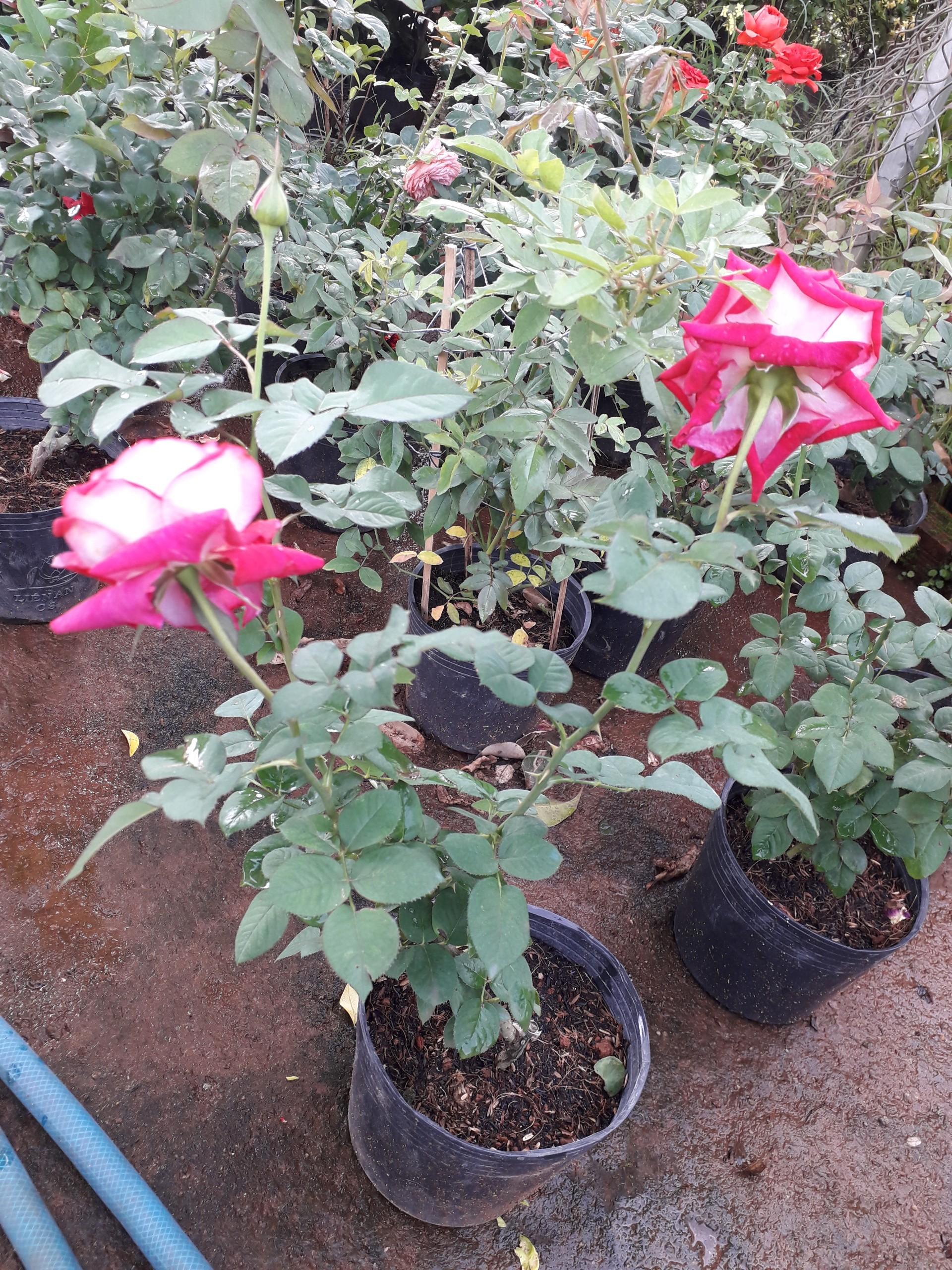 CÂY GIỐNG HOA HỒNG NGOẠI ĐẸP NHƯ HÌNH