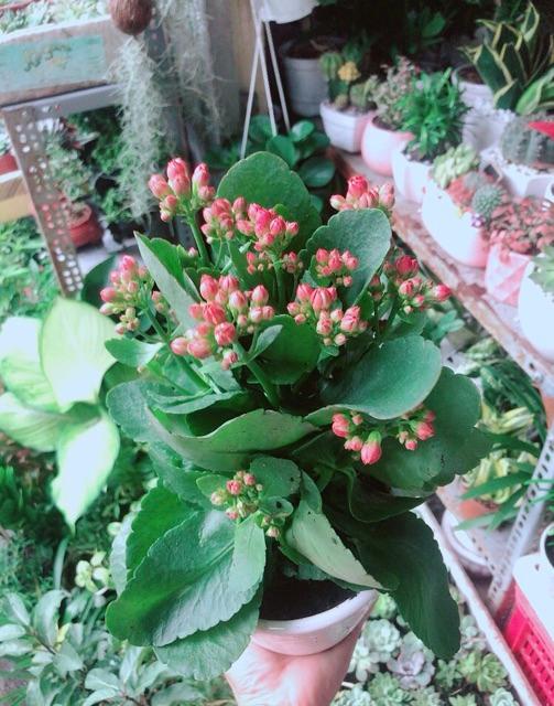 Chậu Cây Sống Đời