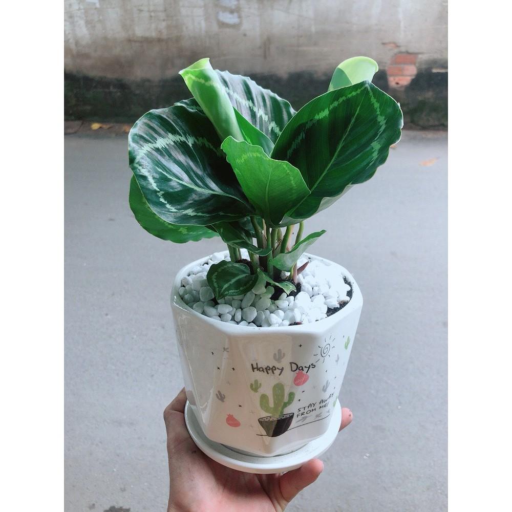 Chậu Đuôi Công Xanh