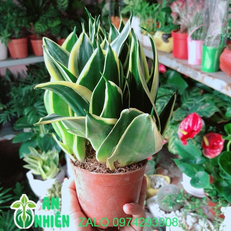 Lưỡi Hổ Thái Xanh