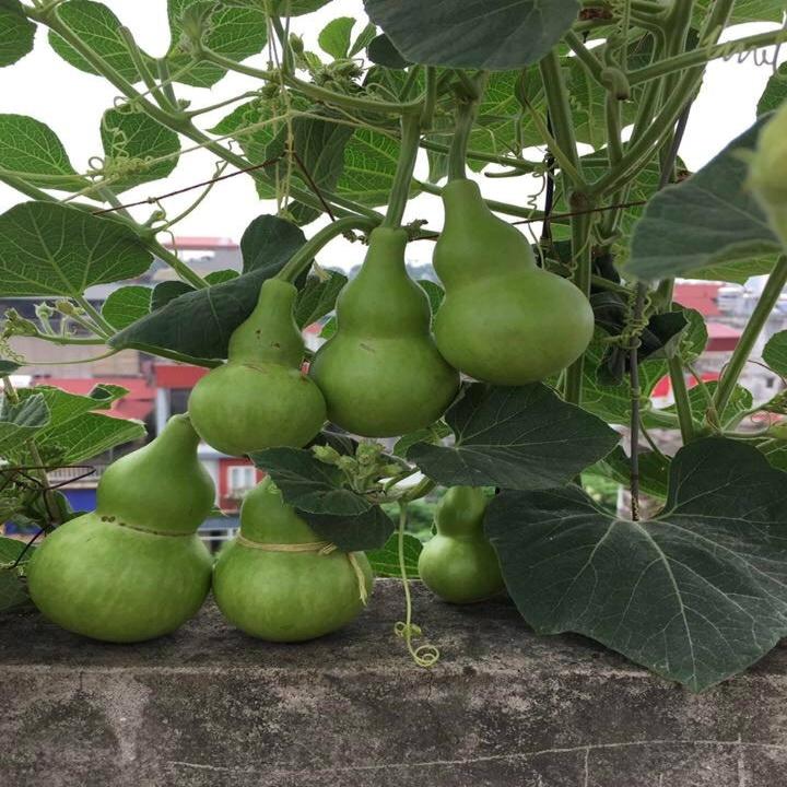 HN Giống bầu hồ lô