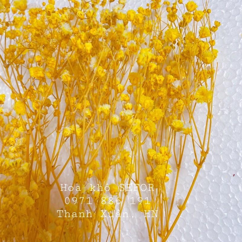 Hoa Baby Bloom vàng cực sang Gypsophila hoa khô trang trí phòng