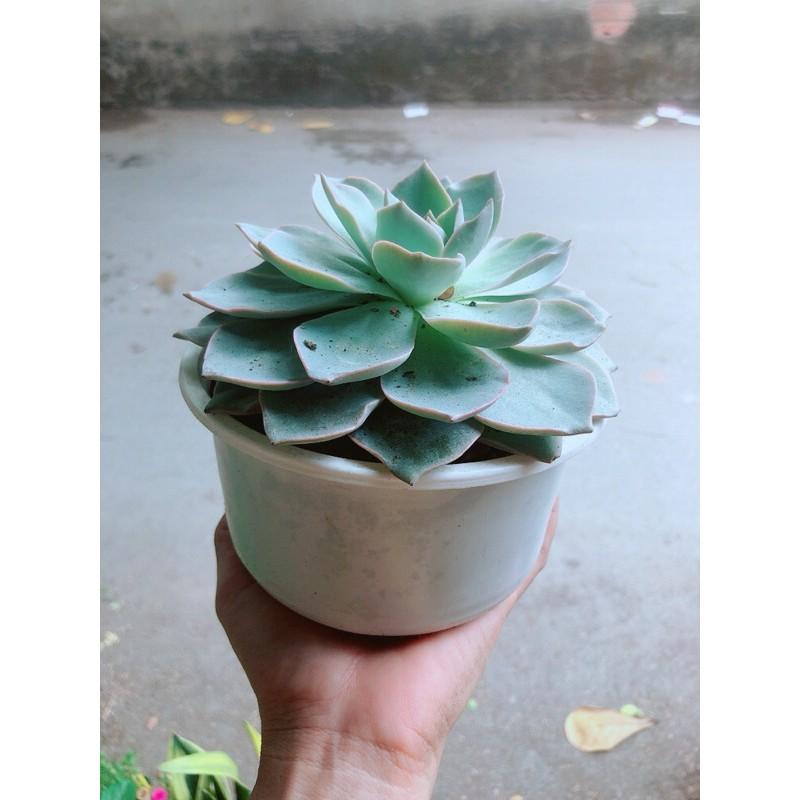 Sen Đá Hồng Phấn Đường Kính 13-14cm