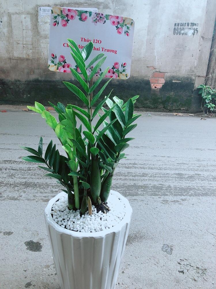 Chậu Cây Kim Phát Tài