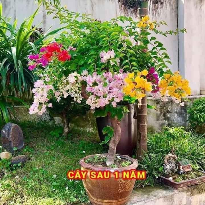 Hoa giấy ngũ sắc
