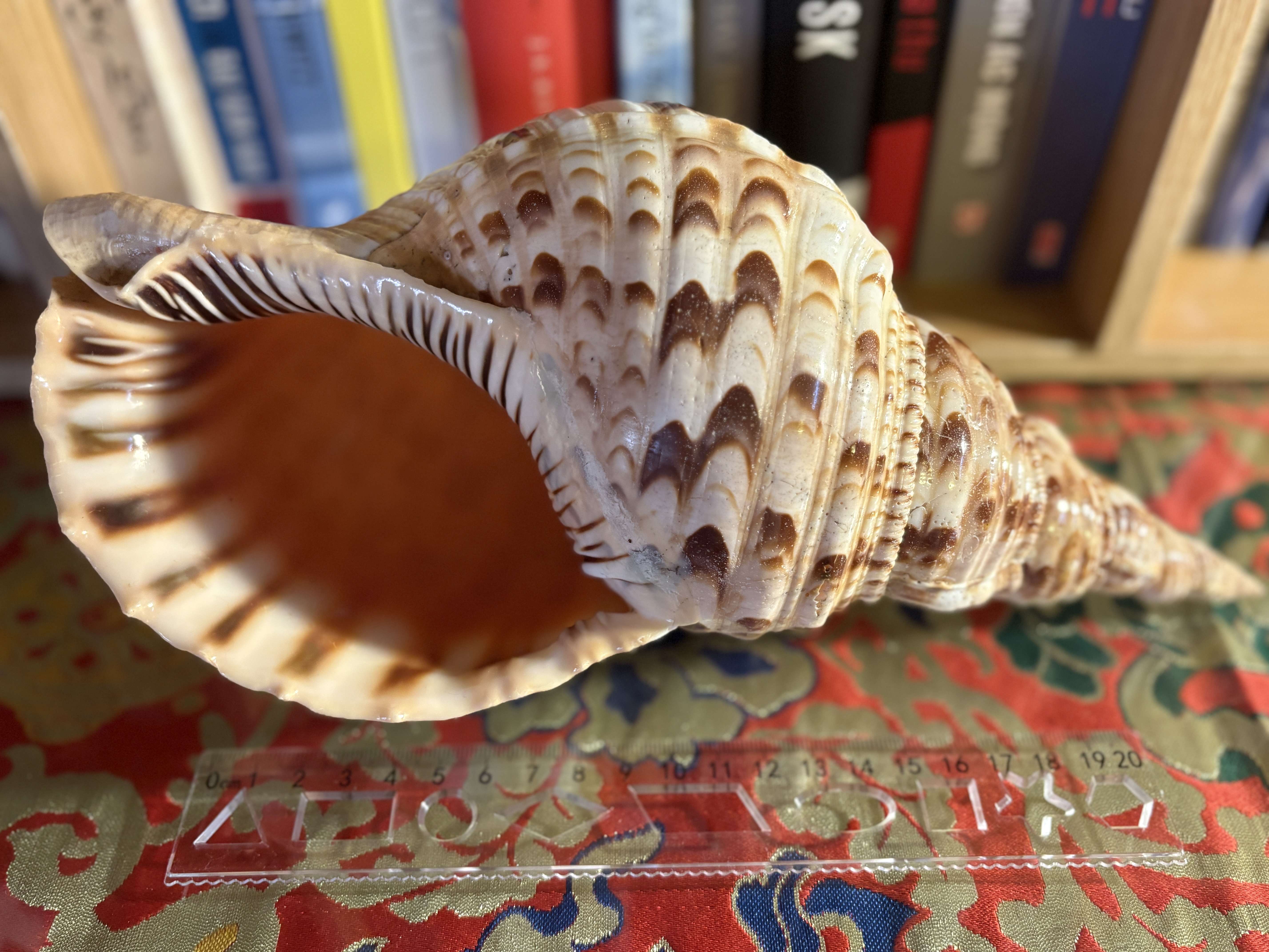 Vỏ ốc Hoàng Hậu