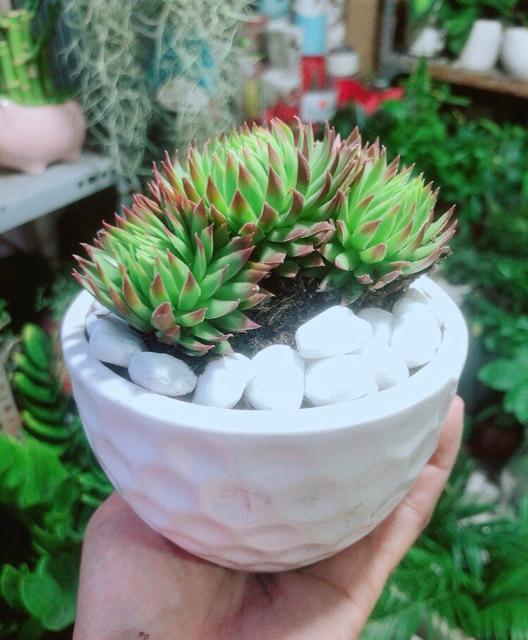 Phật Bà Viền Đỏ Kèm Chậu Sứ