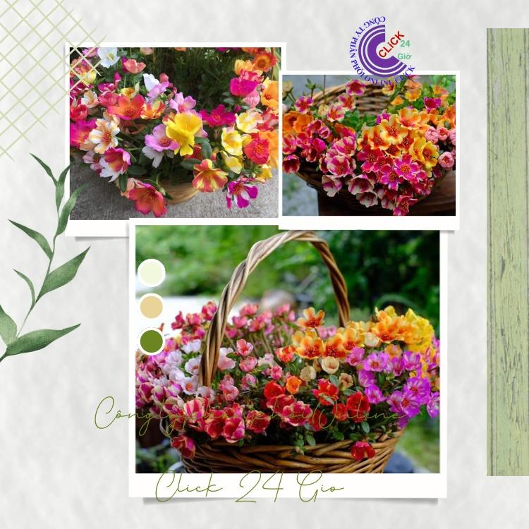 Hoa Sam Thái Giống Mới Nhập Khẩu Nhiều Màu Hoa To Đẹp Hoa Mười Giờ Sam Hoa Mười Giờ Bonsai & Phụ Kiện