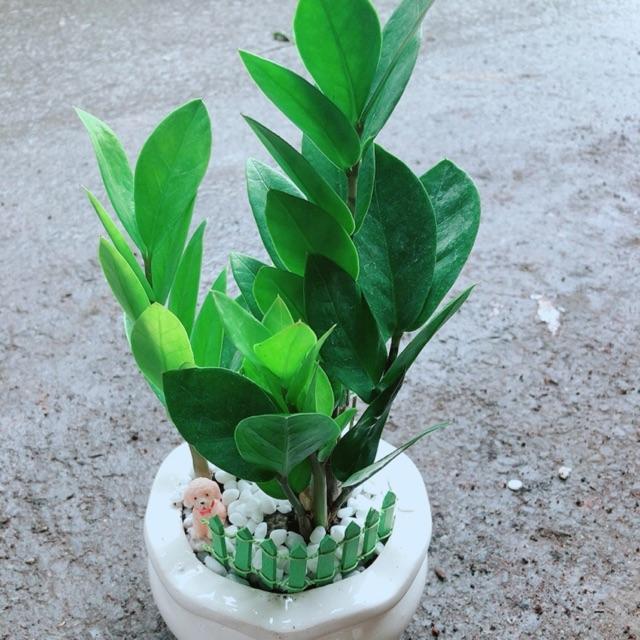 Chậu Kim Tiền Thái