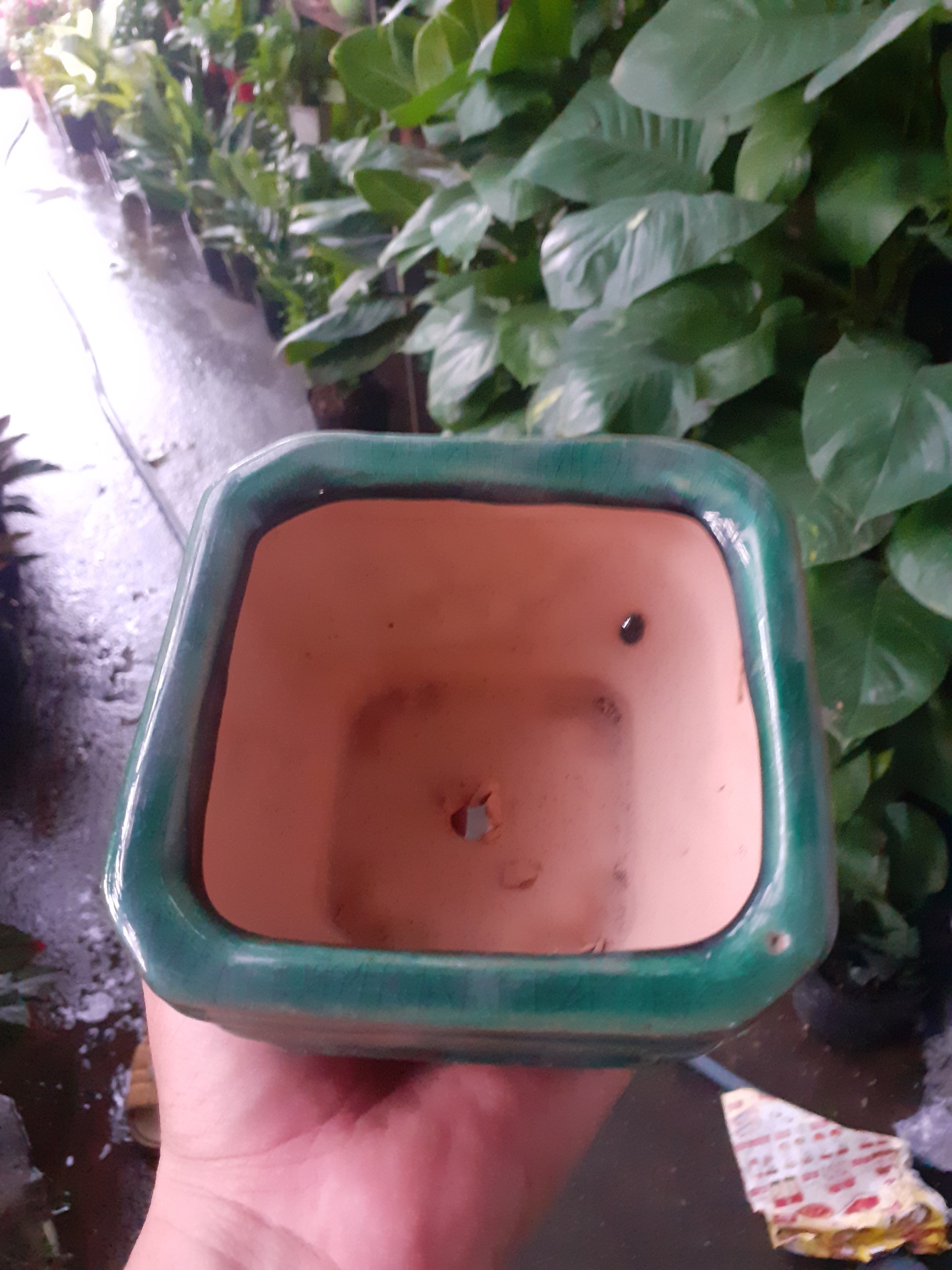 Chậu Bonsai mini màu ngọc bích vua sư tử