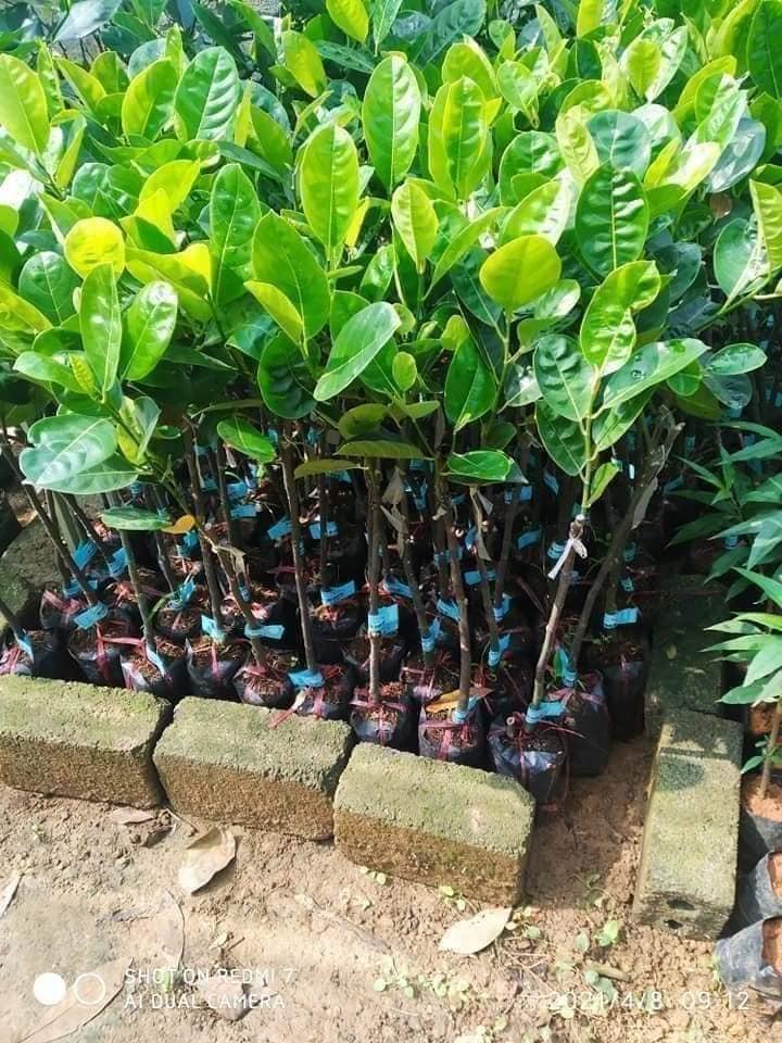 Cây Giống Mít Nghệ Tứ Quí