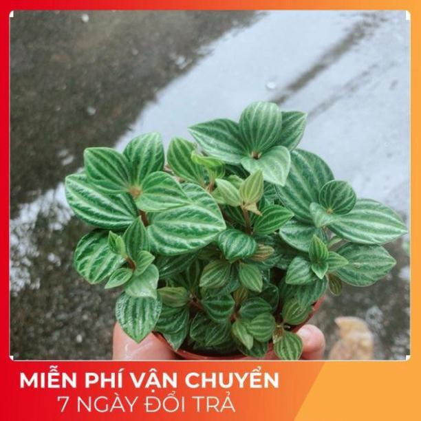 Cây Hột Xoàn