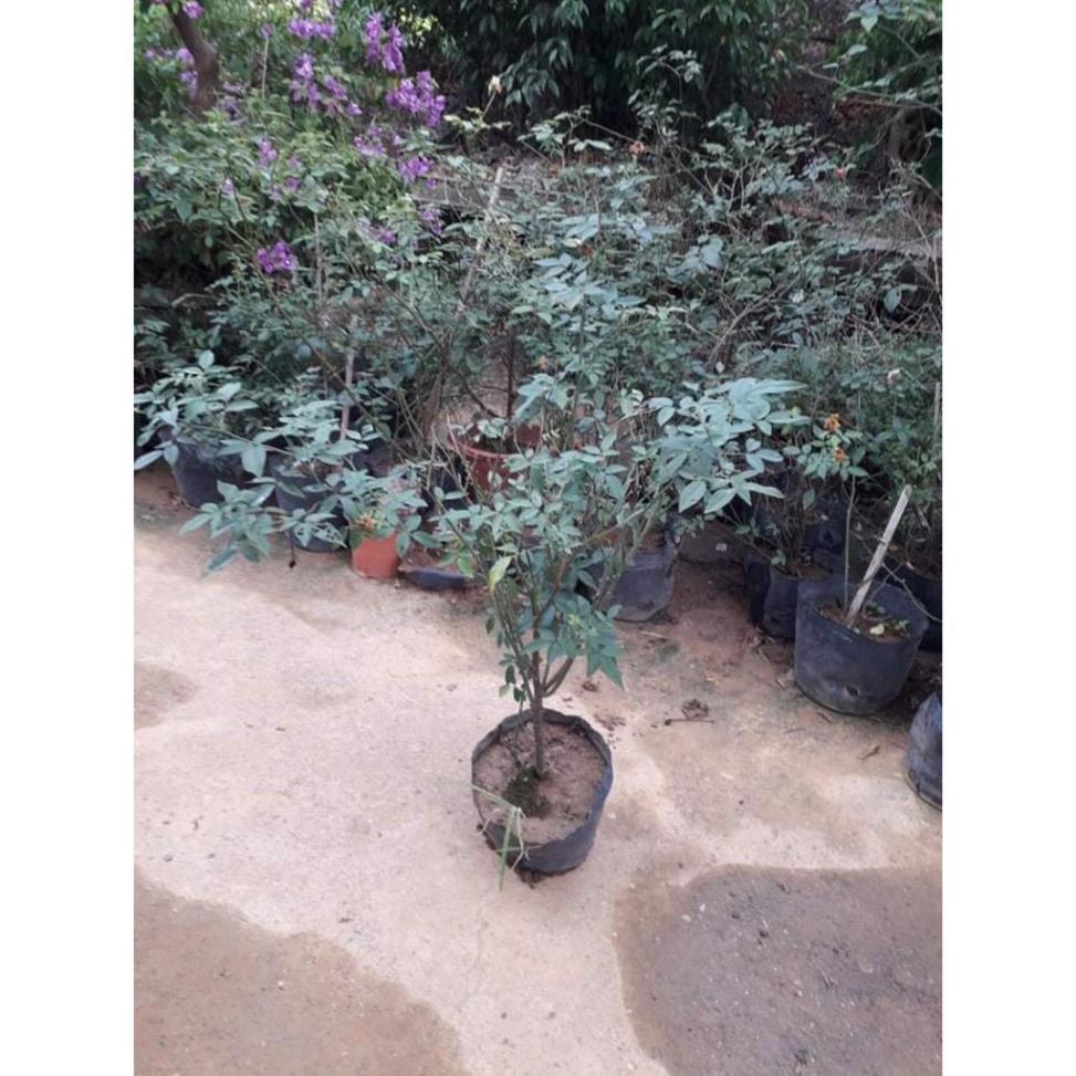 HỒNG CỔ CHẬU LỚN