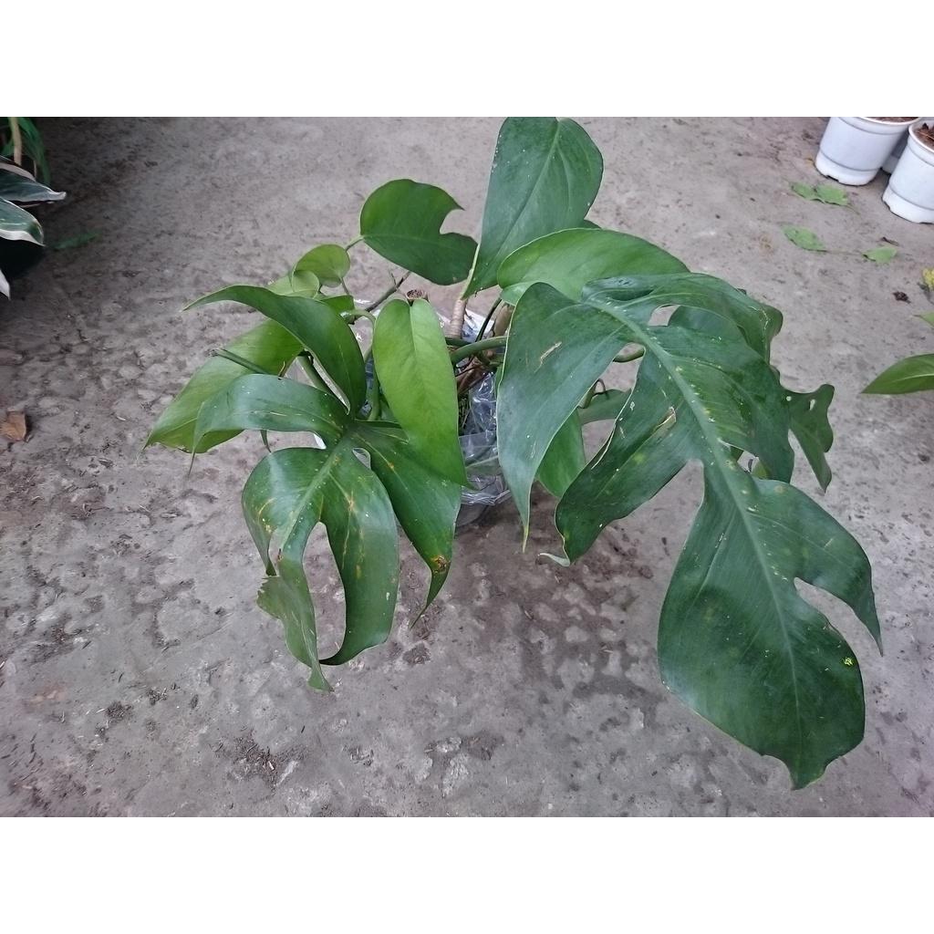 Cây Trầu Bà Lá Khía - cây cảnh để bàn + tặng phân bón cho cây mau lớn