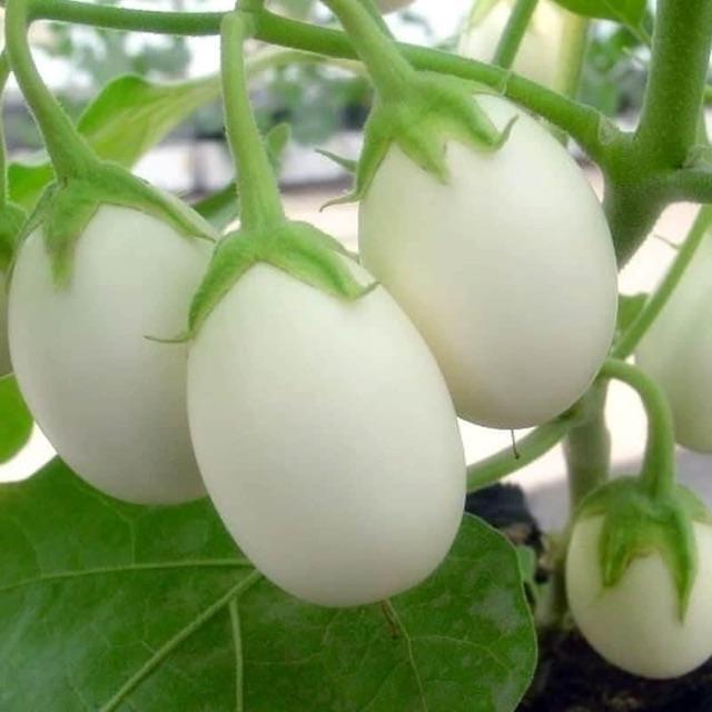 Hạt giống cà trứng ngỗng
