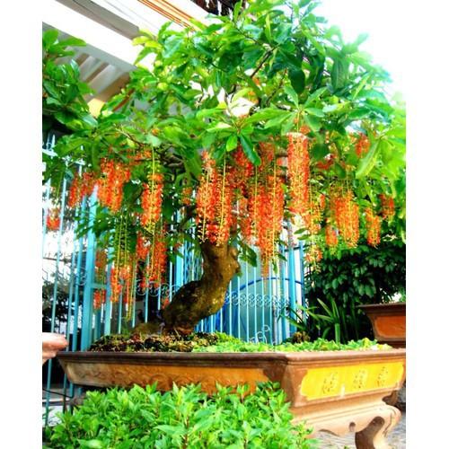 CÂY GIỐNG CÂY LỘC VỪNG-CÂY PHONG THỦY TÀI LỘC - CGCL