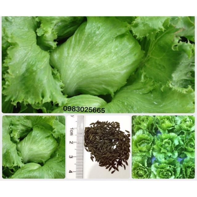 Hạt giống xà lách Iceberg búp Mỹ giòn ngọt chuẩn F1