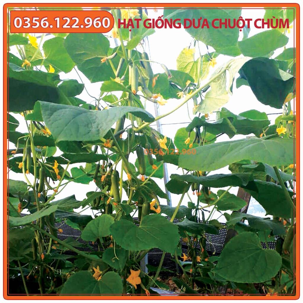 Set 5 gói Hạt giống dưa leo chùm, dưa leo bao tử F1, dưa chuột chùm