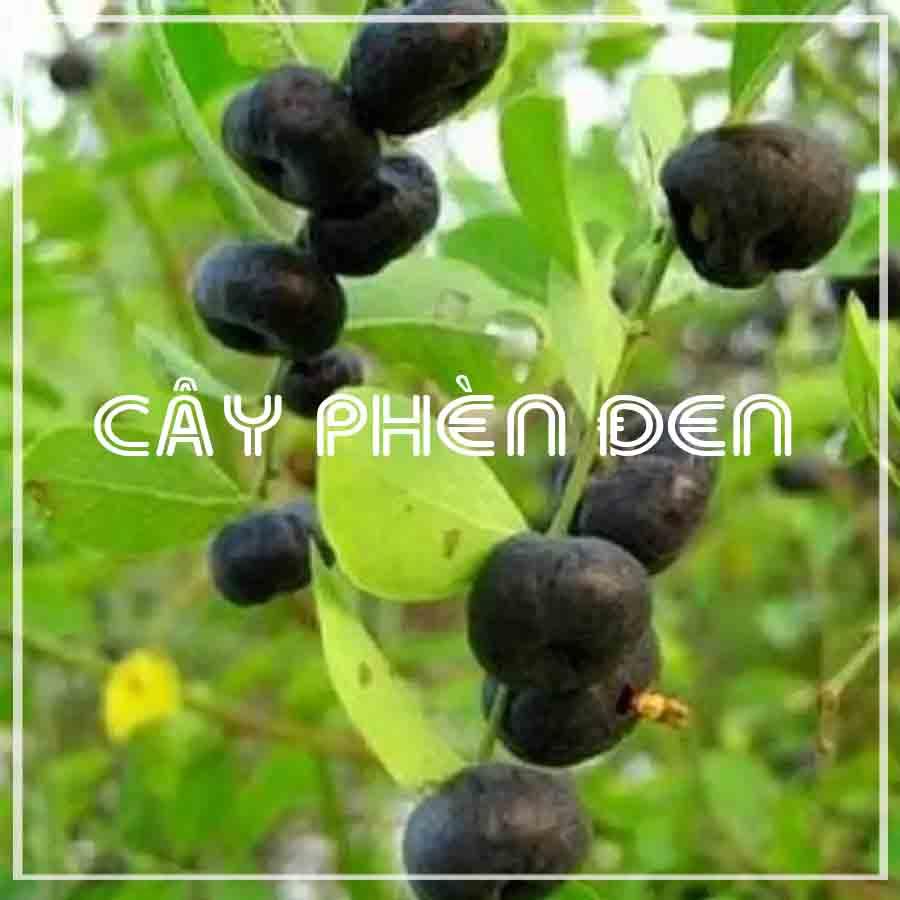 Cây Phèn Đen (Cây Mực) khô 1kg