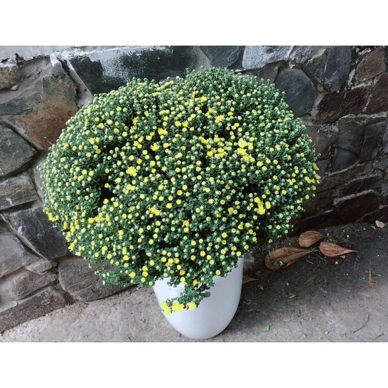 Chậu Hoa Cúc Mâm Xôi