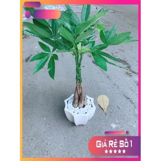 Chậu Kim Ngân 5 Thân Thắt Bính