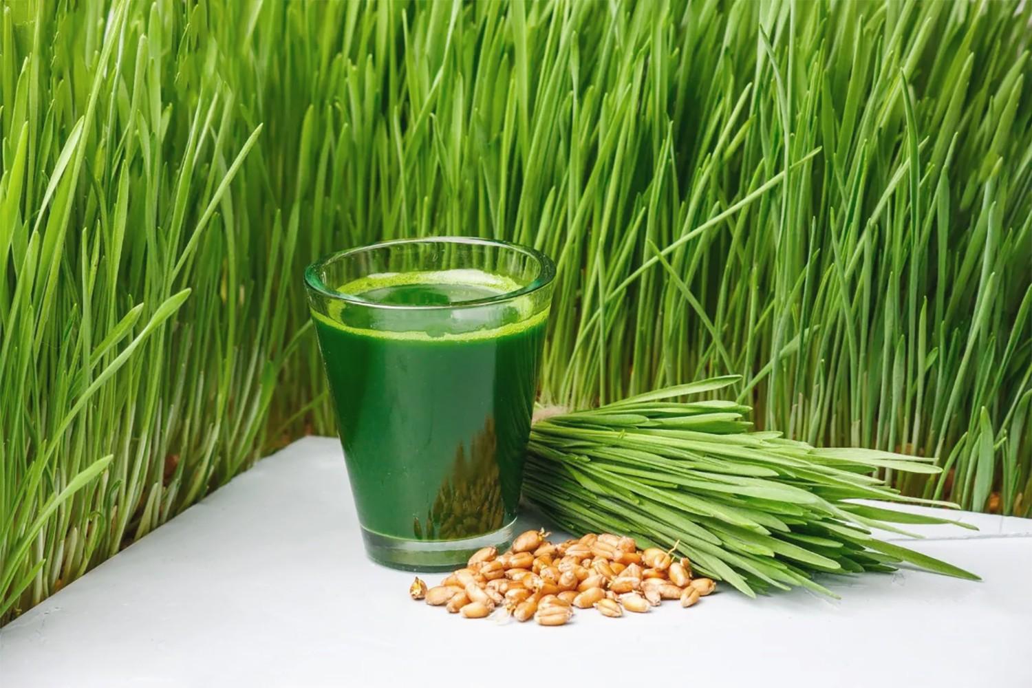 Hạt Giống Cỏ Lúa Mì Đỏ - Cỏ Lúa Mạch - Wheatgrass (100 Gam)