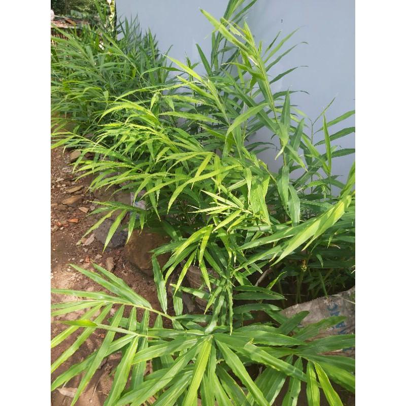 Lá gừng tươi 100g