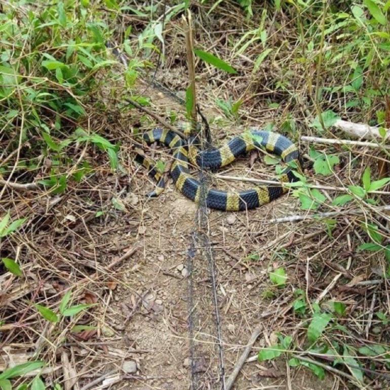 (sale) lưới bẫy rắn hàng loại 1 sợi dù nhật dài 30m lưới tàng hình bắt các loại rắn hổ mang và nhiều loài rắn khác - đạ