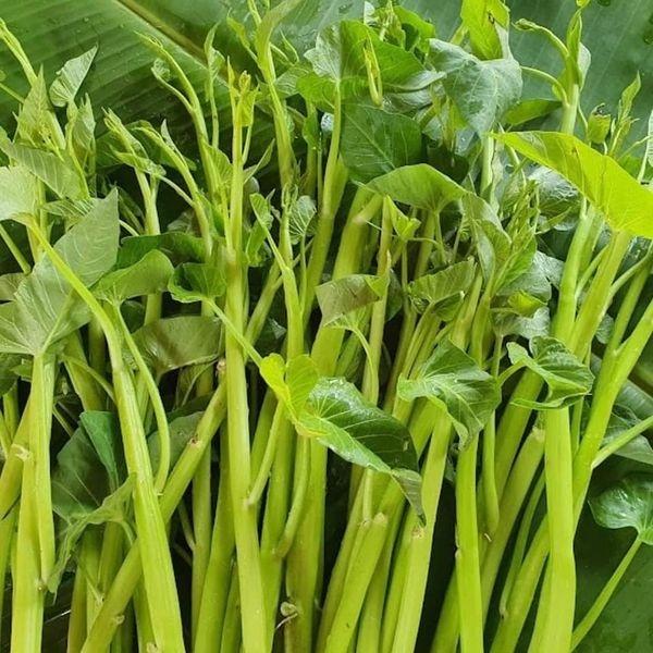 Hạt giống rau muống siêu ngọn - gói 10gram