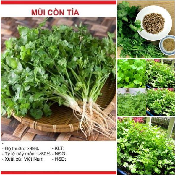 Hạt giống Ngò Rí Bạc Liêu ,mùi tàu dể trồng f1- Gói 20gram-tặng kèm gói phân bón lót