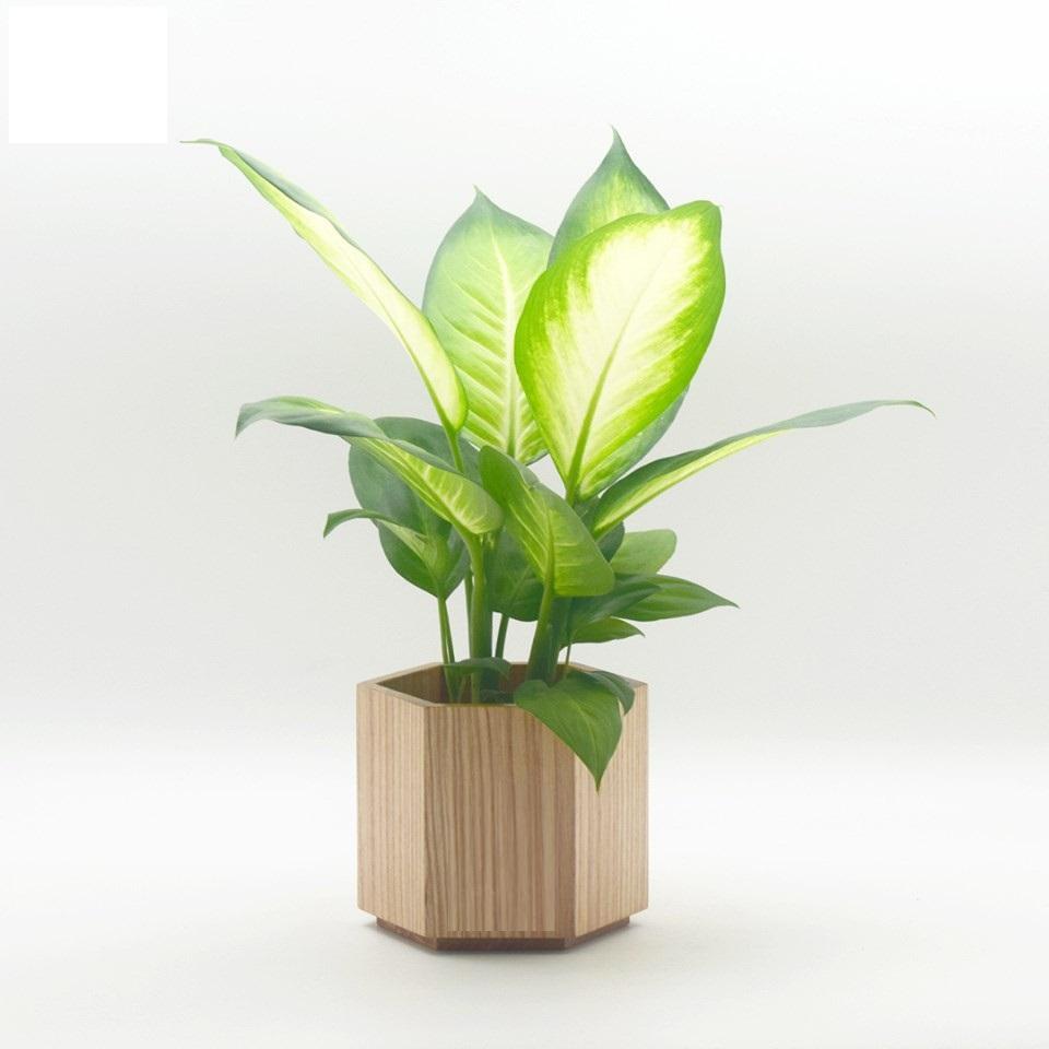 Cây sao sáng, Cây sao sáng đẹp cây phong thủy, thanh lọc không khí, trang trí văn phòng bàn làm việc và nhà cửa