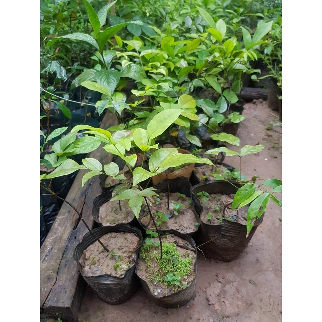 Combo 02 Cây Cát Sâm Chuẩn 981SP